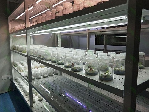 涡阳植物组织培养实验室设计建设方案